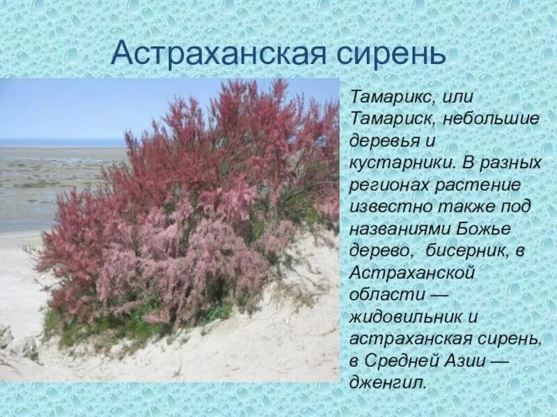 Астраханский кустарник Тамариск. Тамариск Астраханская сирень. Астраханская сирень тамарикс. Тамариск бесерник тамарикс бисерник.