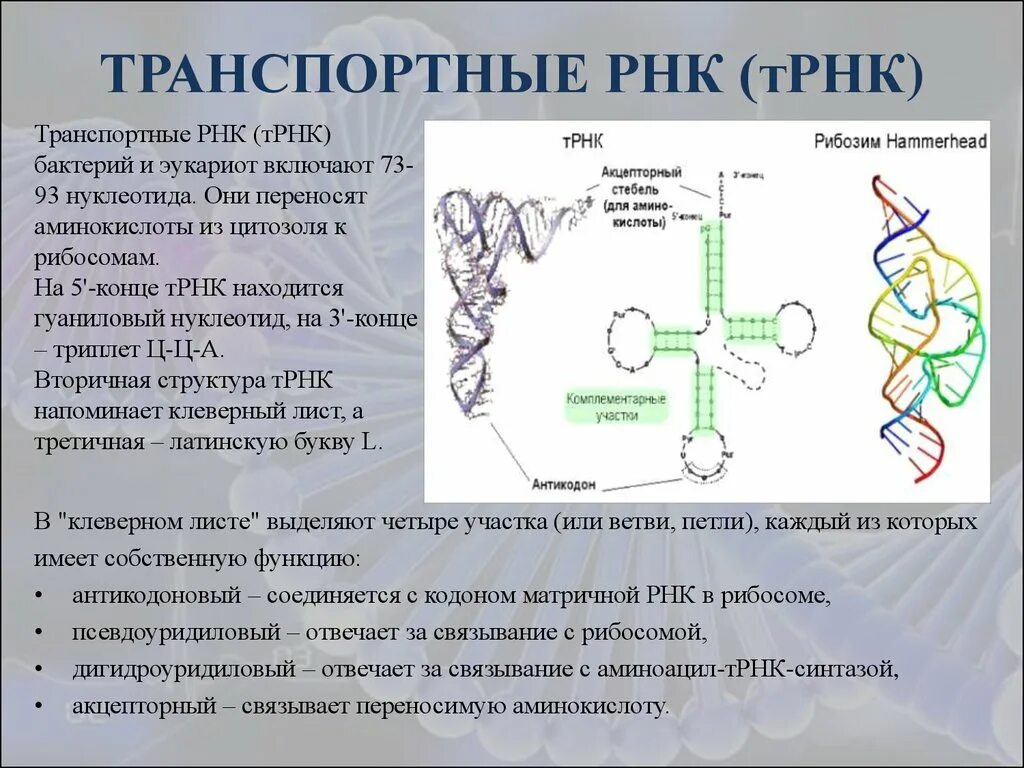 Особенности молекулы рнк. Функции ТРНК биохимия. Транспортная РНК двухцепочечная. Структура и функции ТРНК. Функции ИРНК ТРНК.