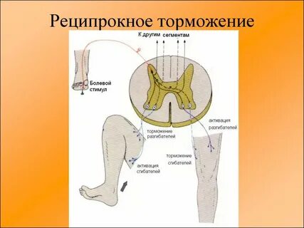 Феномен торможения