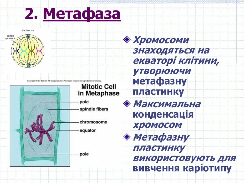Метафаза это кратко. Метафаза это кратко