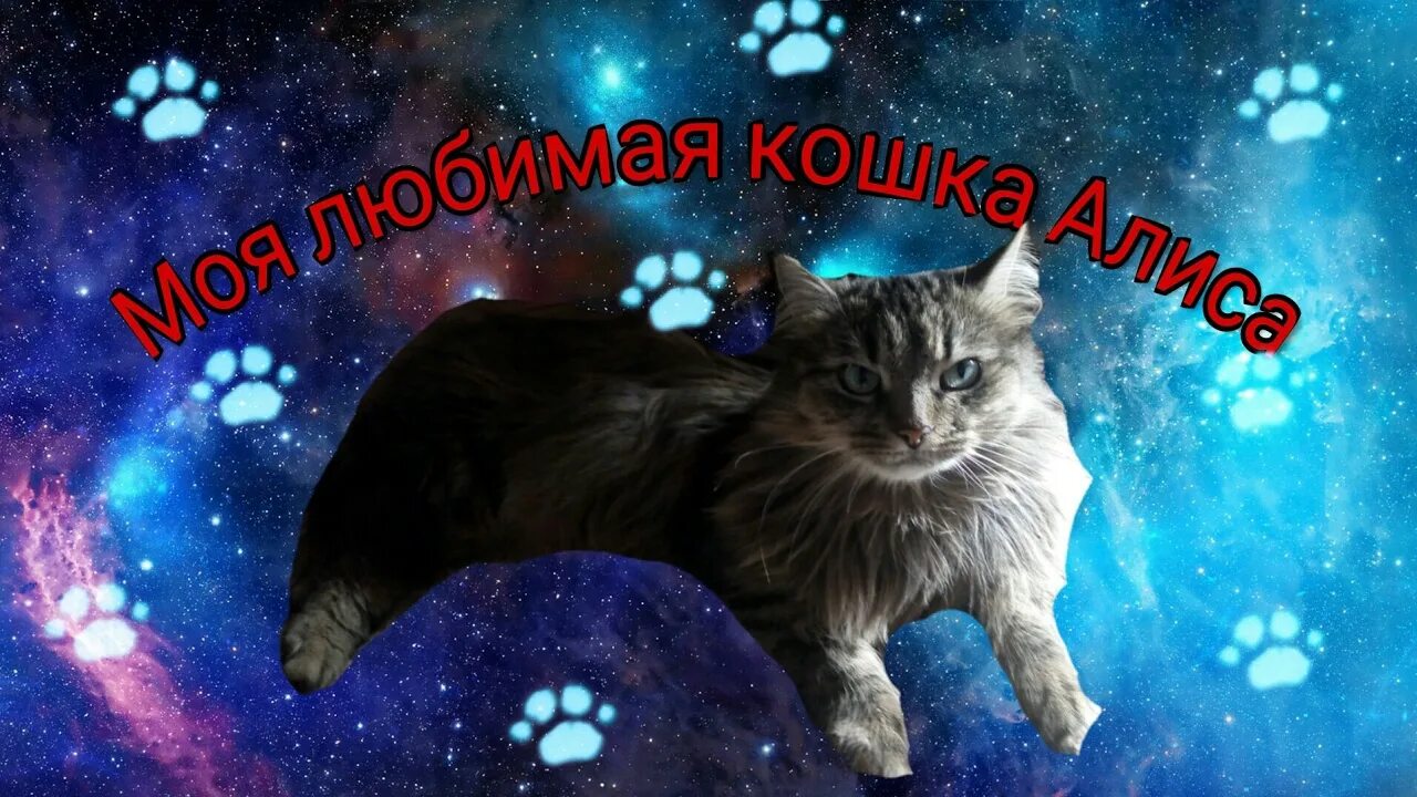 Кошка Алиса. Моя кошка Алиса. Кошка Алиса с ютуба. Фото кошки Алисы.