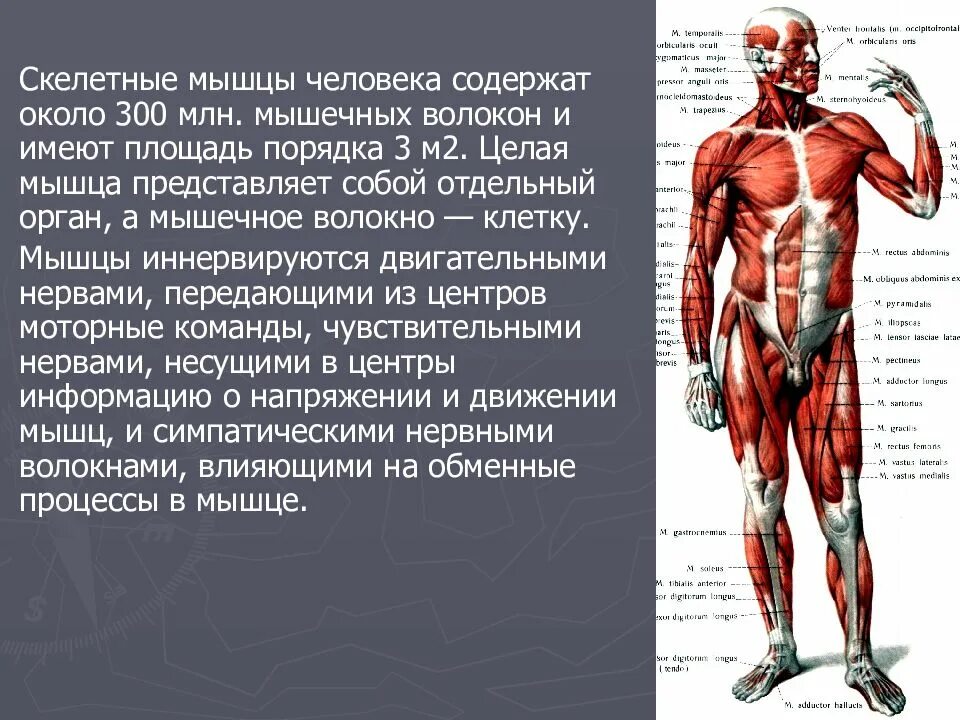 Каково значение мышечного чувства людей разных профессий. Мышцы человека. Скелетные мышцы. Мышцы человека кратко. Мышечный скелет человека.