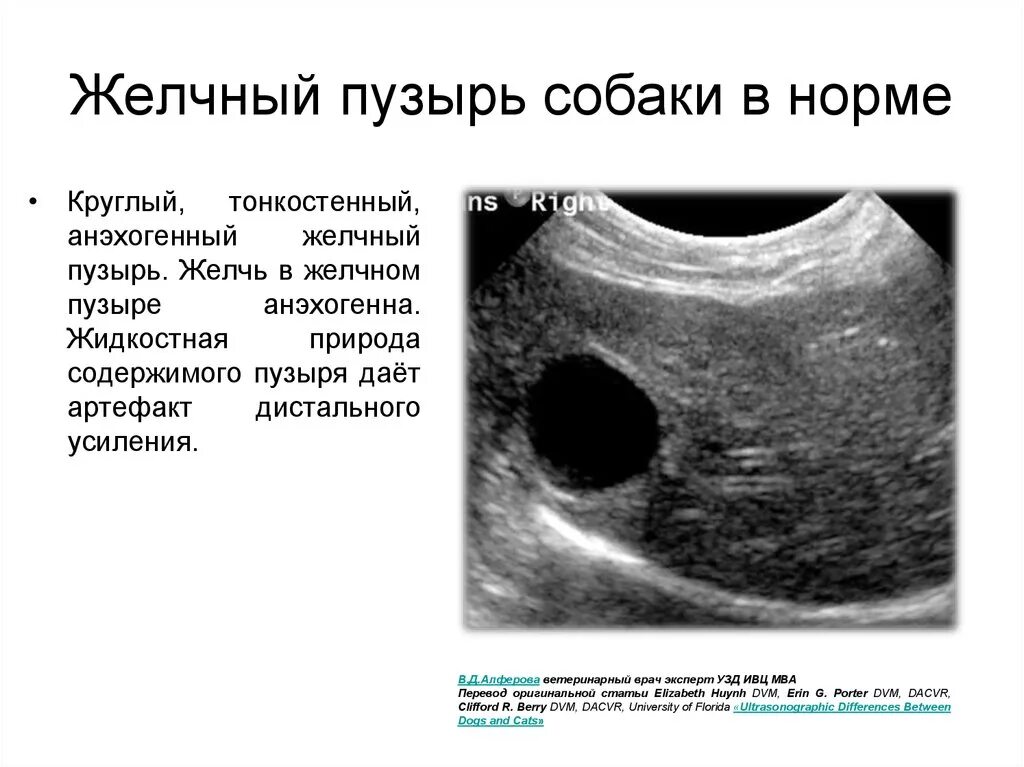 Анэхогенное содержимое желчного пузыря что это