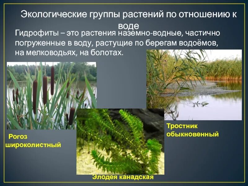 Экологическая группа растений по отношению к воде. Гидрофиты и гидатофиты гигрофиты ксерофиты. суккуленты мезофиты гигрофиты гидрофиты. гигрофит элодея. экологические группы.по отношению к воде гидрофиты.