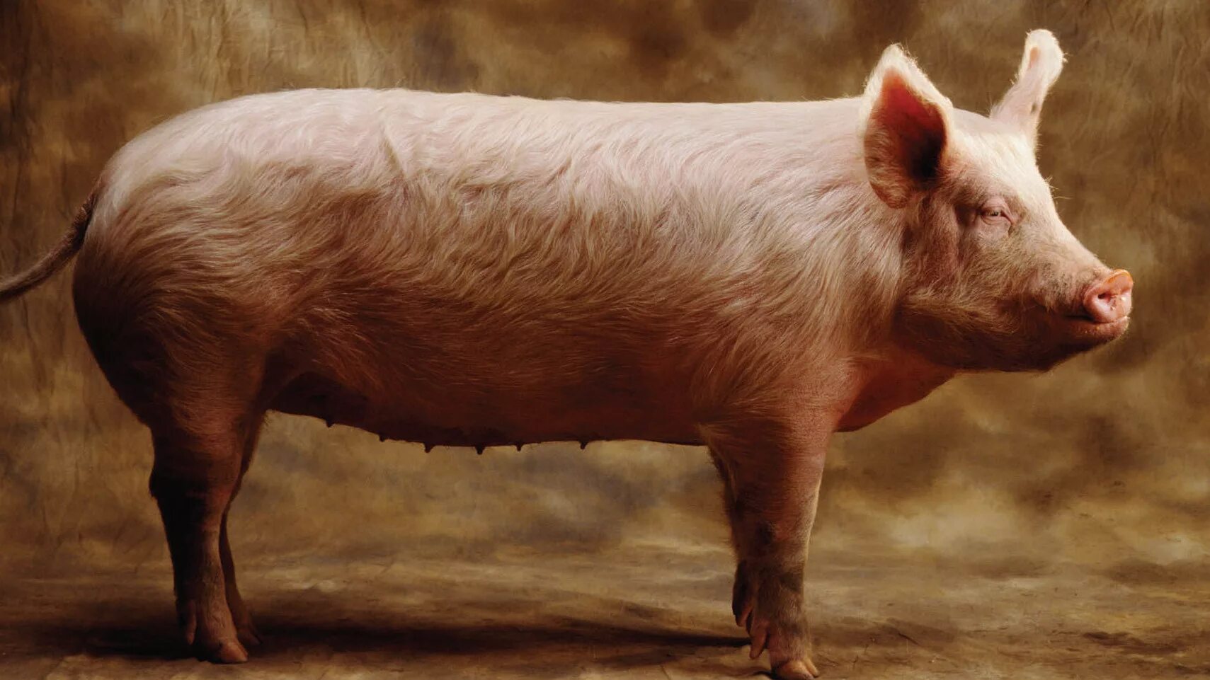 Свинья. Домашние животные свинья. Свинья обыкновенная. Красивая свинья. Pig свинья