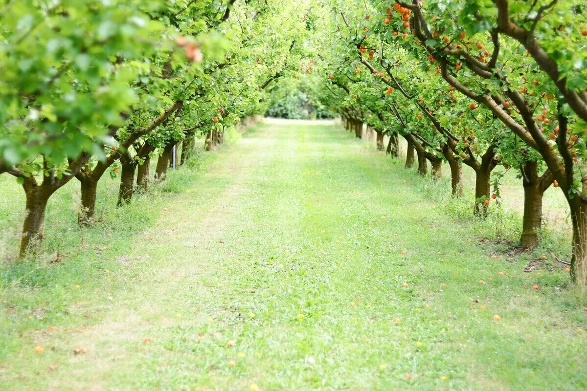 Яблочные плантации Нормандии. Плантация абрикосов. Молдавия плодовые сады абрикосы. «Фруктовый сад» Сислея.