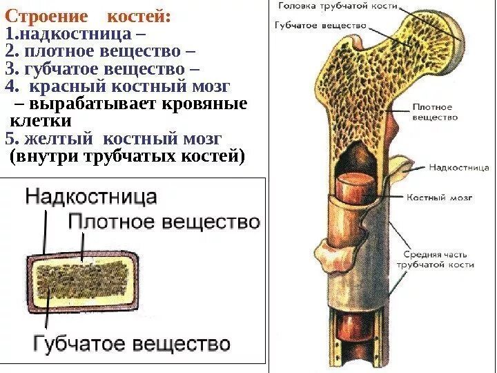 Где находится губчатое вещество