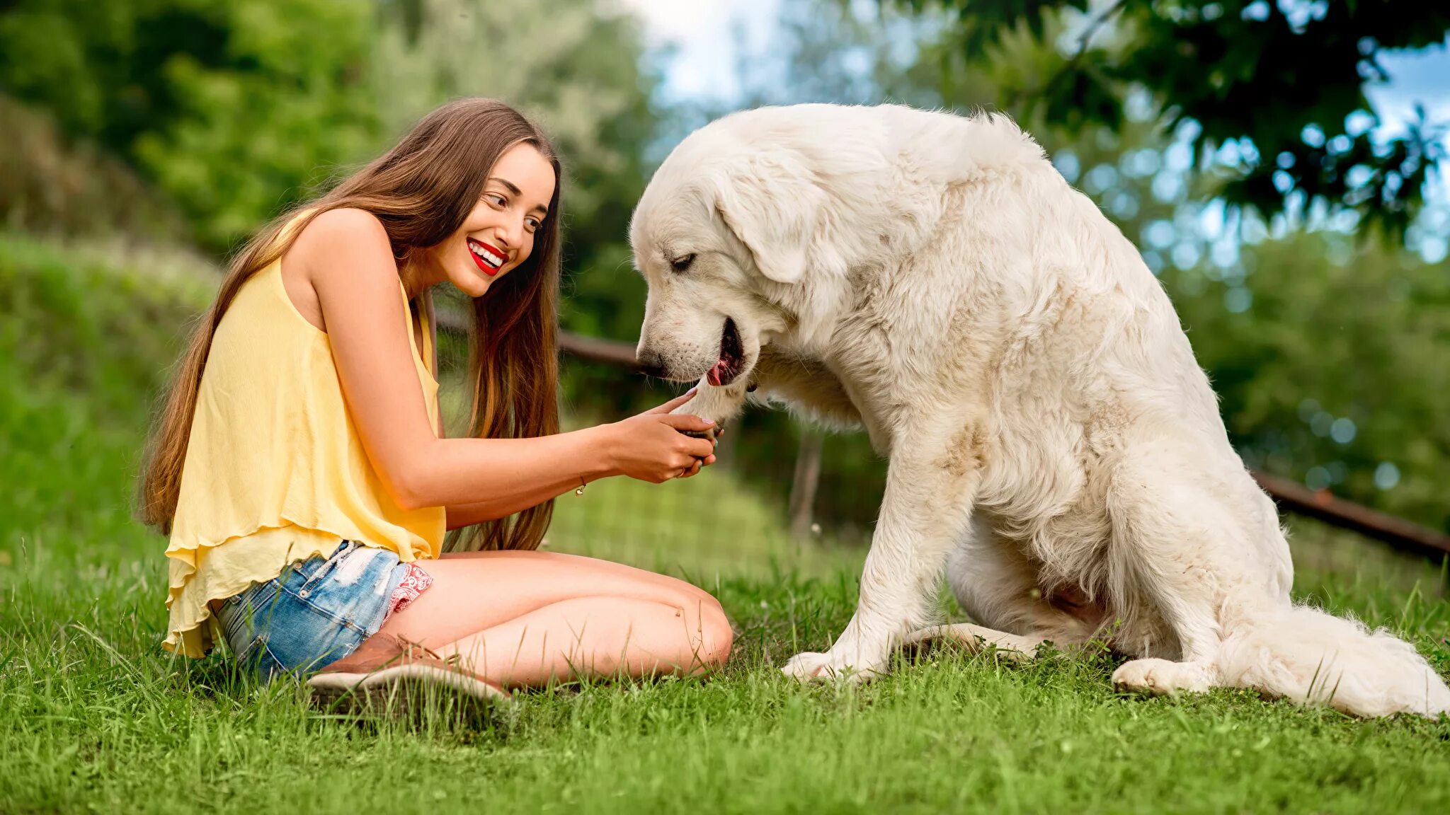 Dog has woman. Девушка с питомцем. Женщина в поле с собакой. Фотосессия на поле щенков. Фото девушка с ретривером.