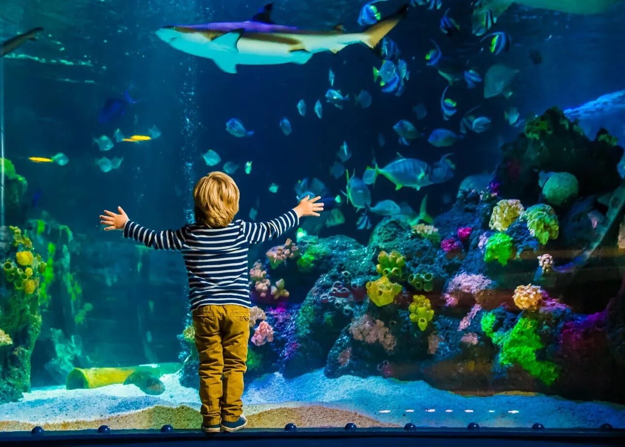 Аквариум «морской мир» Sea Life Helsinki. Sealife аквариум Мюнхен. Аквариум Sea Life Park Tokyo. Sea Life океанариум в Германии. Океанариум картинки