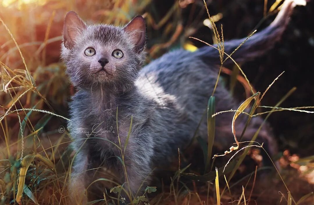 Кошки ликой фото цена. Коты Ликои. Порода Ликой. Ликои (Ликой). Кошка оборотень Ликой.