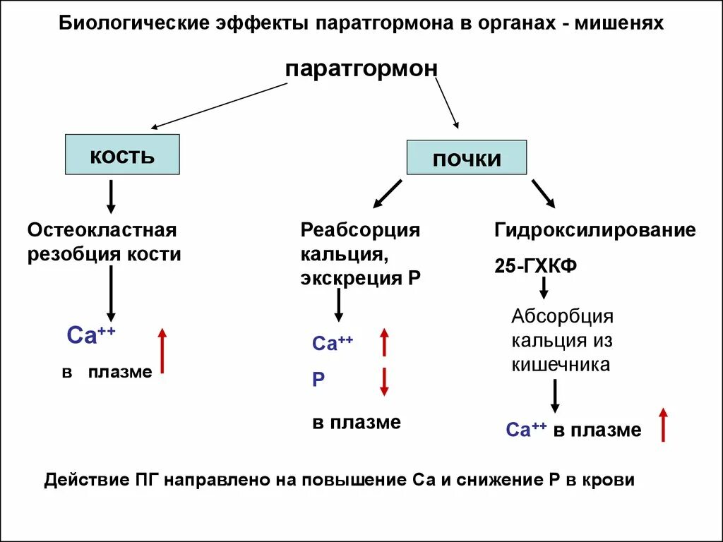 Паратгормон функции гормона. Схема действия гормонов паращитовидной железы. Паратгормон схема действия. Схема регуляции кальциевого обмена паращитовидной железы. Паратгормон интактный