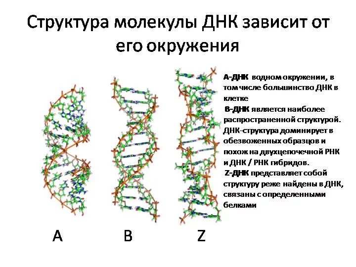 Составляющая днк