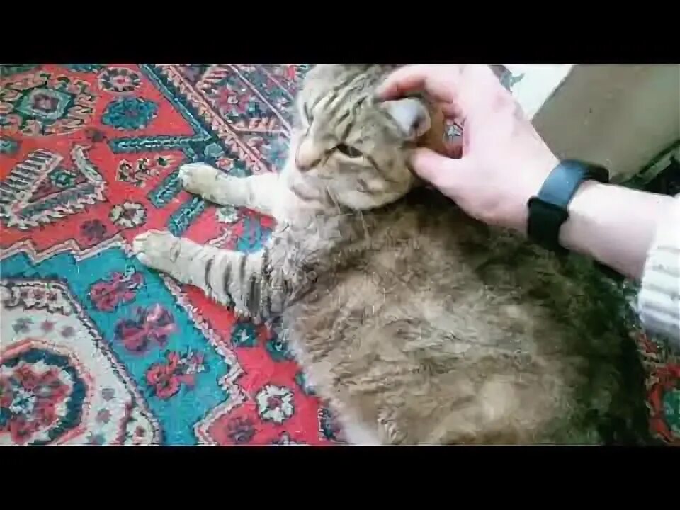 Песня ты похож на кота степ. Песня ты похож на кота степ. Zhanulka ты похож на кота. Песня ты похож на кота степ. Песня ты похож на кота степ.