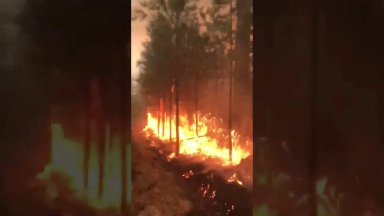 Верховой пожар сдо ржд. Пожар. Верховой пожар Тюмень. Огонь пожар. Верховые пожары.