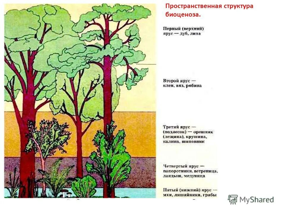 Структура растительного сообщества 7 тест. Пространственная структура биоценоза ярусность. Ярусность в биоценозе лиственного леса. Ярусность лесного фитоценоза. Пространственная структура экосистемы ярусность.