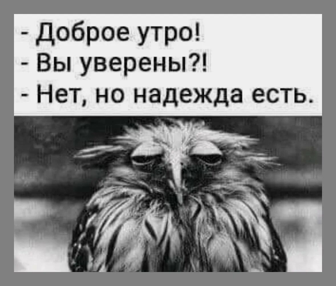 Утро бывает быть добрым. Утро добрым бывает картинки. доброе утро сова.
