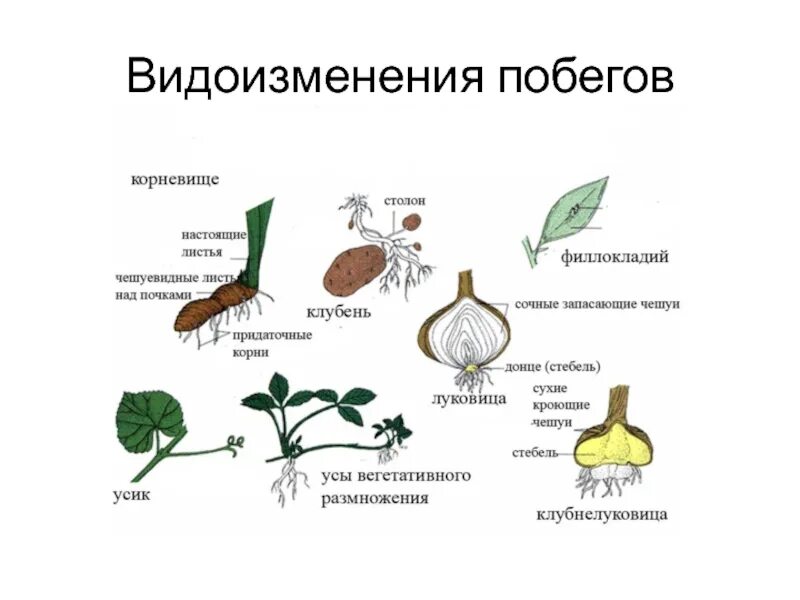 Изменения стебля. Видоизменённые надземные побеги. примеры видоизмененных побегов. видоизменения побегов надземные и подземные. видоизмененный побег цветкового растения это.