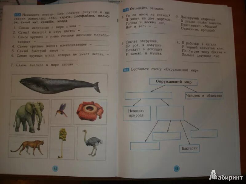 Окружающий мир рабочая тетрадь 2 класс занкова. Дмитриева окружающий мир 2 класс рабочая тетрадь 1 часть. Окружающий мир 2 класс рабочая тетрадь Дмитриева Казаков. Окружающий мир 2 класс рабочая тетрадь Дмитриева. Окружающий мир занков 2 класс.