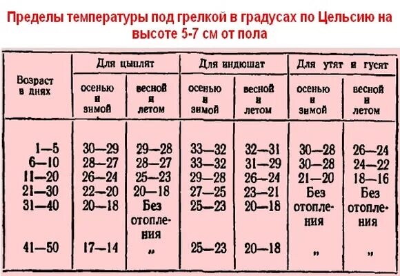 Температурный режим для цыплят бройлеров таблица. Температура содержания индюков таблица. Температурный режим для цыплят индюшат бройлеров. Температура содержания бройлерных индюшат. Температурный режим содержания индюшат.