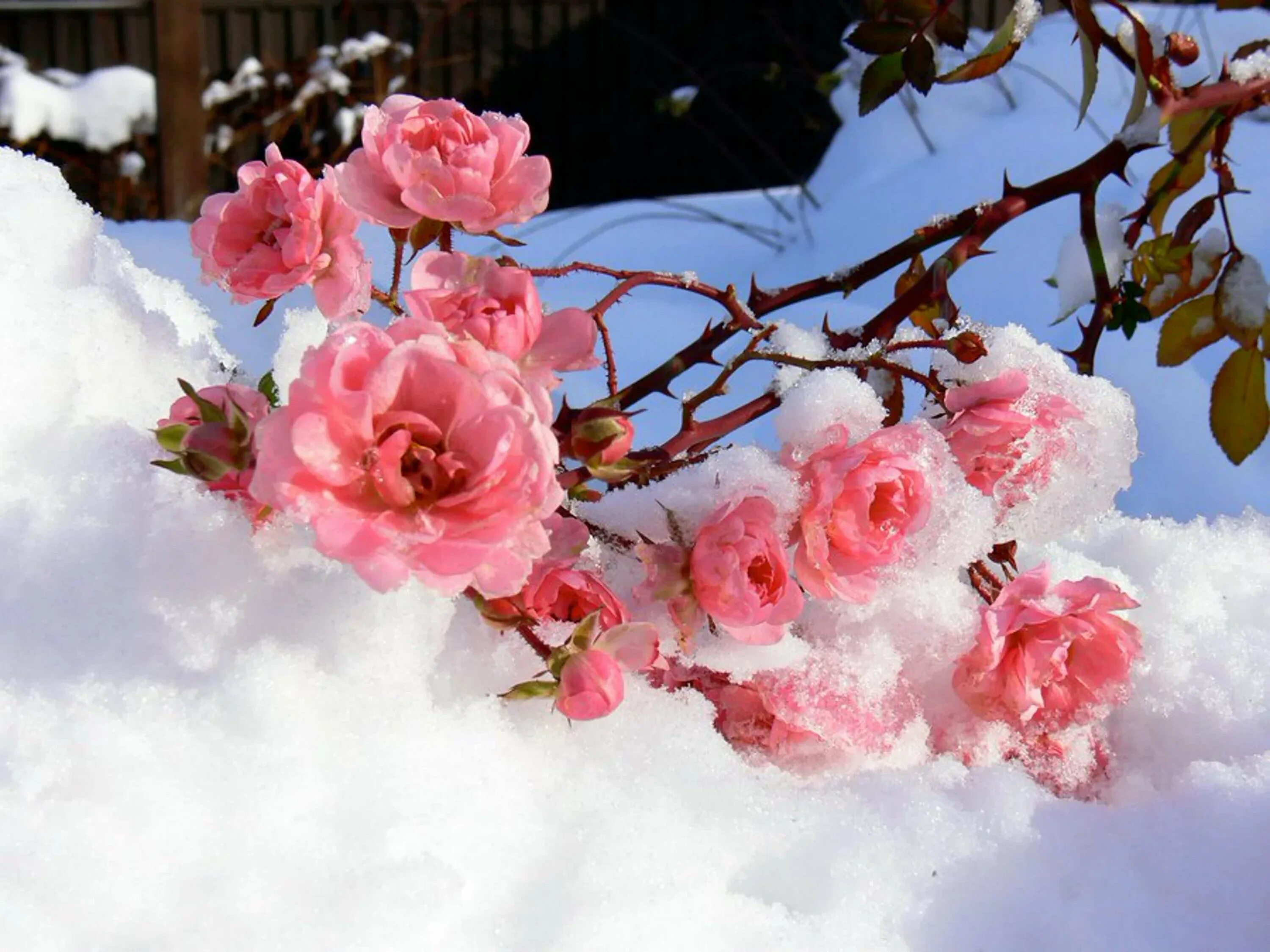 Зимние цветы. Цветы в снегу. Красивые зимние цветы. Розы зимой. С зимой с первым снегом