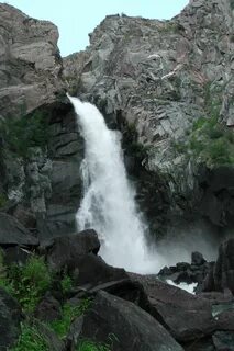 Куркур алтай горный