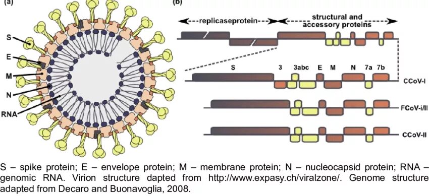Коронавирус схема строения. Коронавирус схема вируса. Коронавирус схема строения вириона. Коронавирус строение Covid 19. Коронавирус виды штаммов