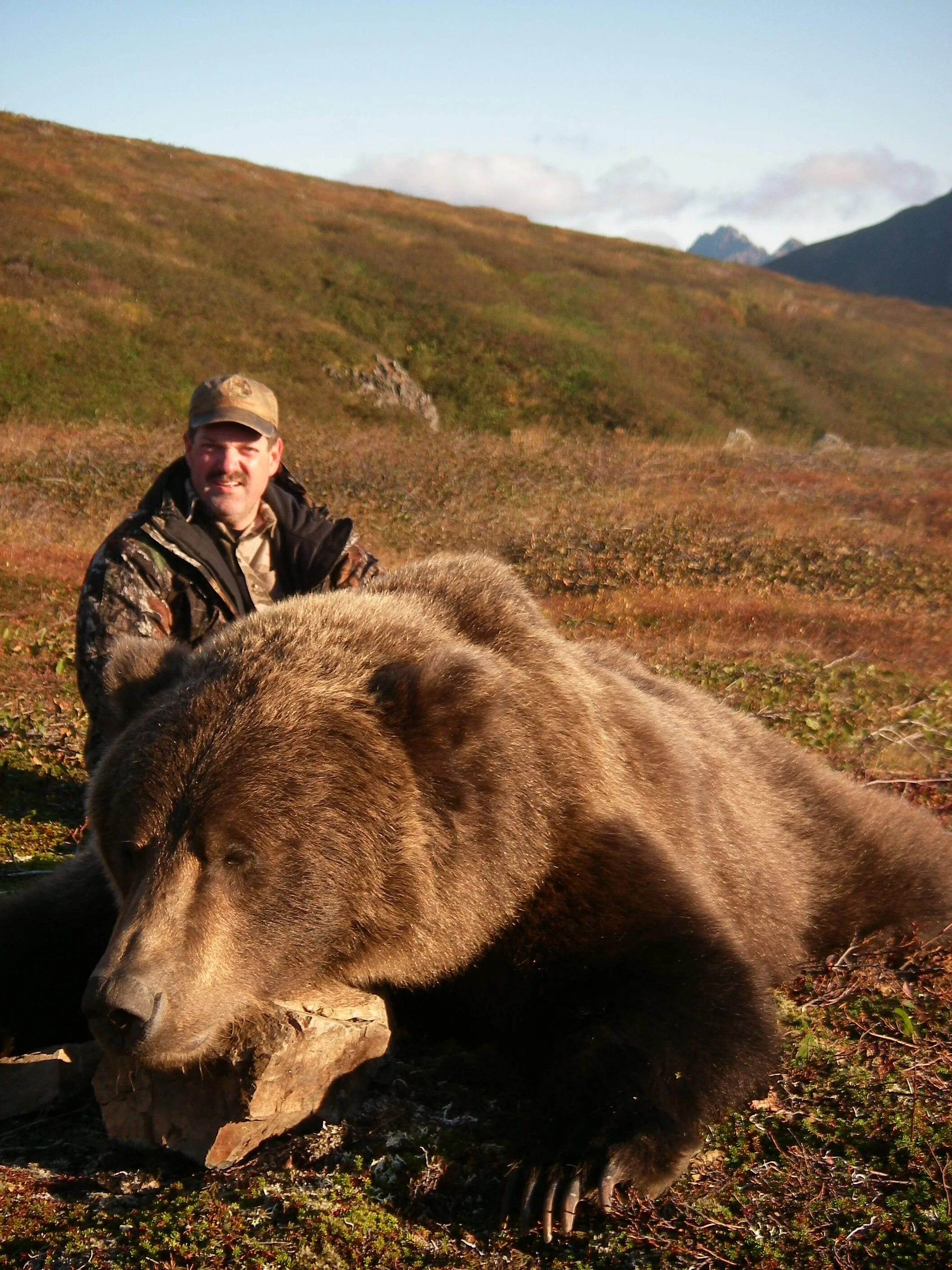 Какие медведи крупнее. Самый большой медведь Гризли. Медведь Кадьяк самый большой в мире. Кадьяк медведь и Гризли.