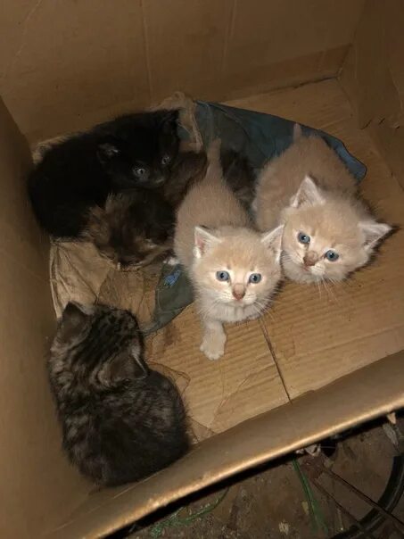 Отдам котят нея. Бездомные котята. бездомный кот. покажи котенков.