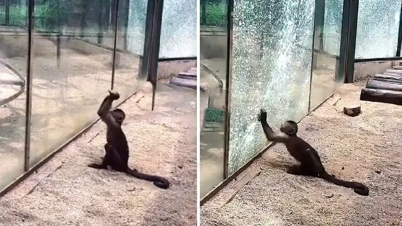Monkey doesn t