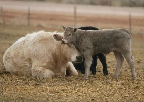 Клички телятам бычкам. Кличка теленка. Клички для теленка бычка. Имена для телят. Имена для телят коров.