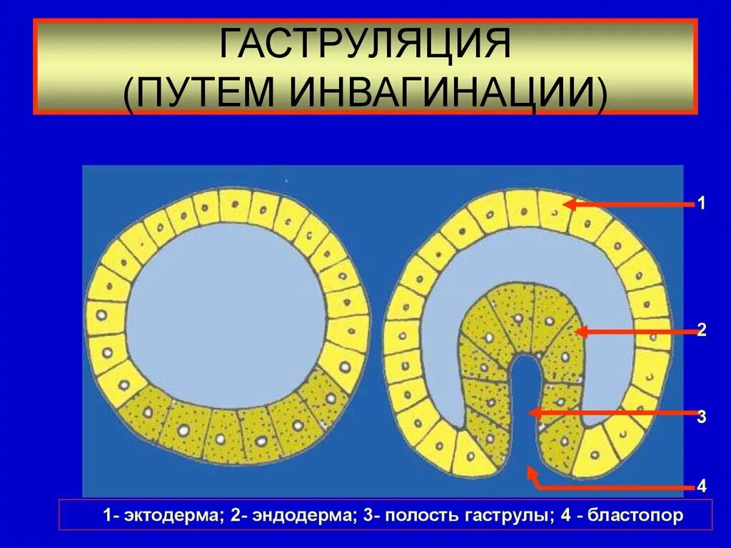 Гаструла эктодерма
