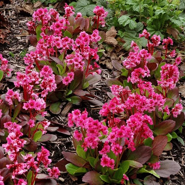 Бадан bressingham white. Бадан виды. Crassifolia). Бадан виды. Растение бадан описание и как высаживать.