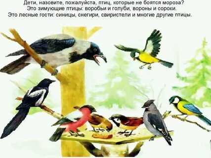 Зимующие птицы для детей 4 5 лет
