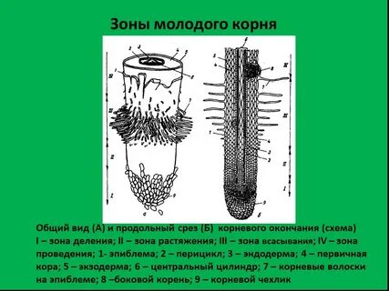 Рассмотрите рисунок корня растения какая зона