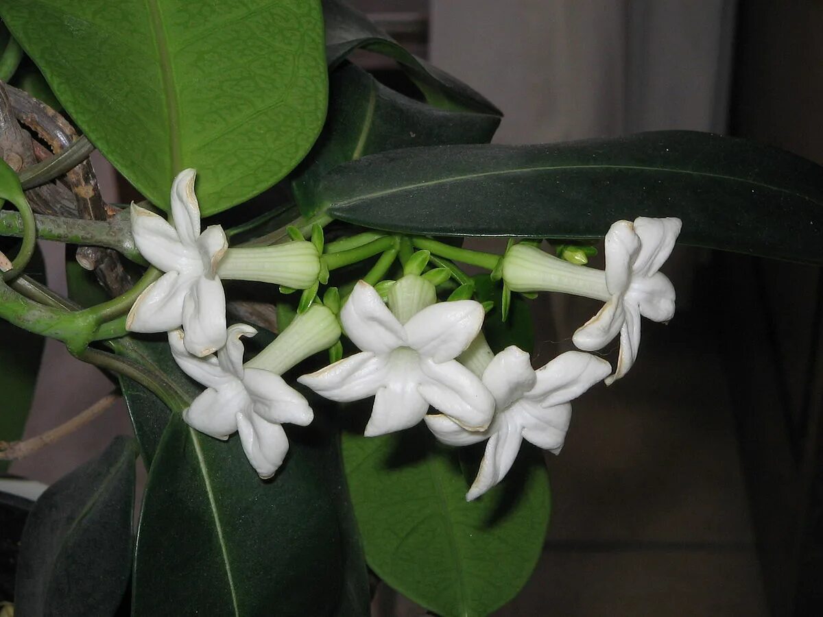 Стефанотис stephanotis