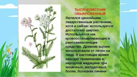 Признаки трава какая