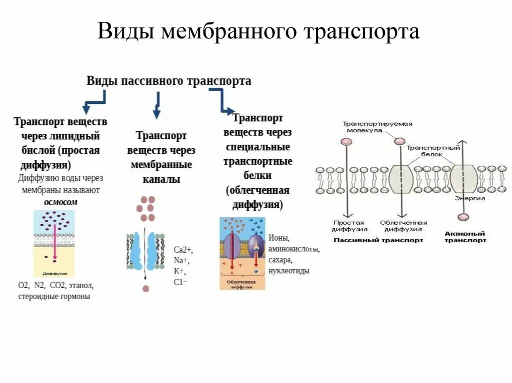 Какой вид мембранного транспорта показан на рисунке. Транспорт крупных соединений и частиц типы мембранного. Типы транспорта в мембране. Виды мембранного транспорта. Виды мембран.