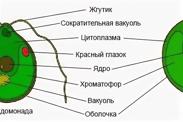 Хломид. Хломид