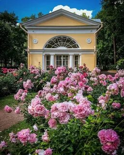 Розовый санкт петербург
