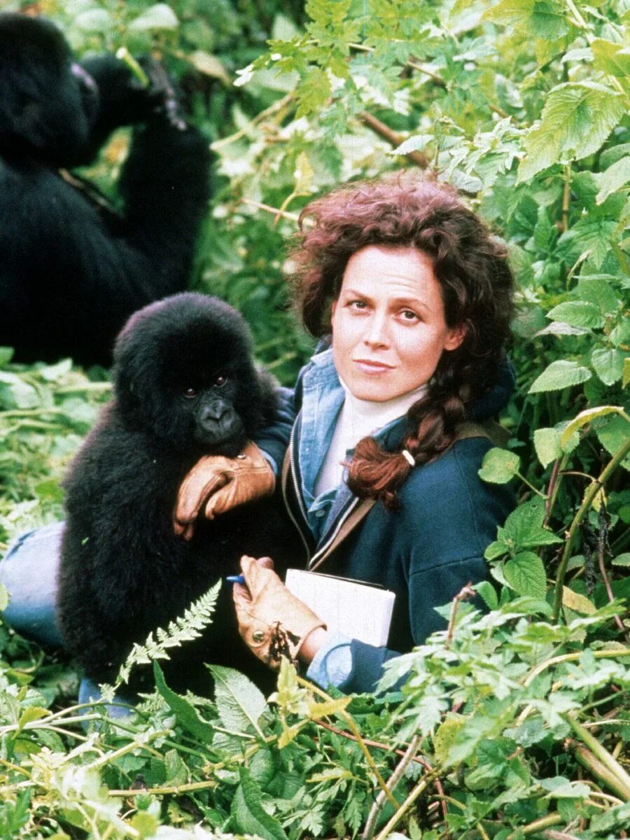 Дайан фосси в молодости. Дайан фосси. Дайана фосси. Фосси дайан дом. Приматолог дайан фосси.