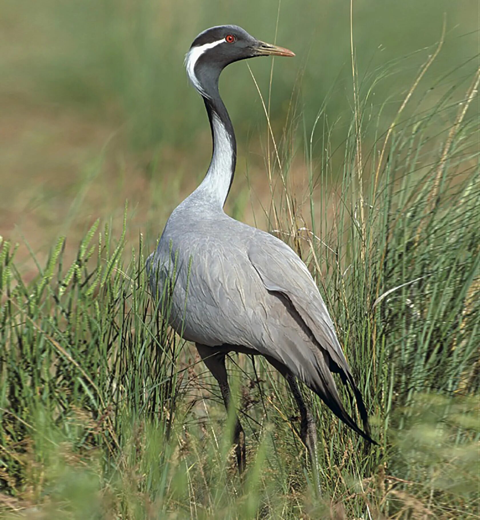 Журавль красавка ростовского заповедника. Красавка журавль-красавка. Животные степи журавль красавка. Журавль красавка гнездо. Журавль красавка калмыкия степь.