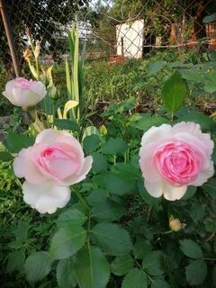 Answer rose