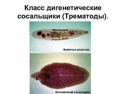 Сосальщик систематика