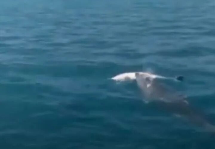 Песню умирающий дельфин. Мертвые дельфины в Геленджике. Дельфины в Геленджике. Дельфины покидают землю.