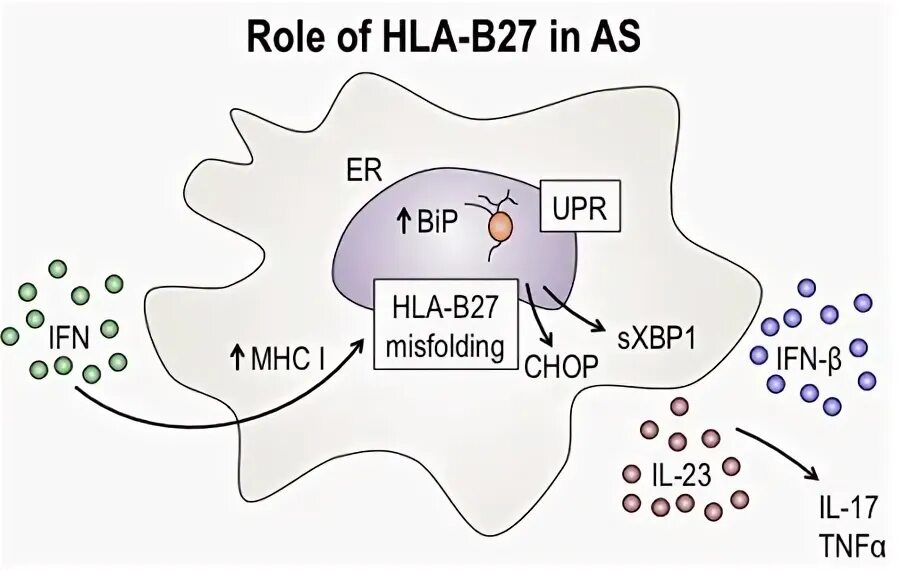 Hla b27 заболевания. Антиген hla b27. Hla b27 норма. Hla b27 анализ. Носительство hla b27.