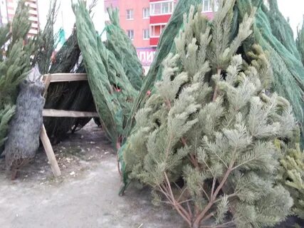 Елочный базар пенза