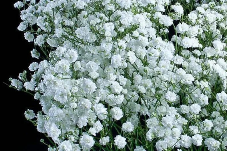 Creeping Baby&#39;s Breath (Gypsophila repens) in Wilmette Chicago ... Baby's br