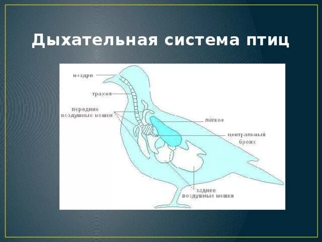 Дыхание птиц является. Дыхат система птиц. Дыхательная система птиц 7 класс биология. Пищеварительная и выделительная система птиц. Дыхательная система птиц воздушные мешки.