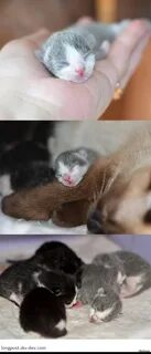 Котята выросли немножко а есть из блюдца