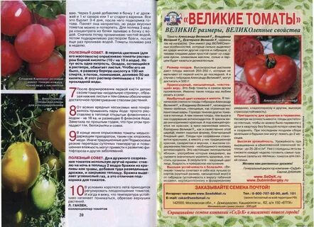 Томат владыка характеристика